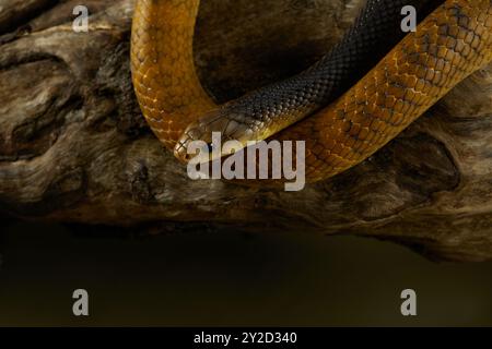 Un serpente è arricciato su un ramo d'albero, il suo corpo ermeticamente avvolto intorno al bosco. L'impostazione naturale dei toni terrosi la rende perfetta con il Foto Stock