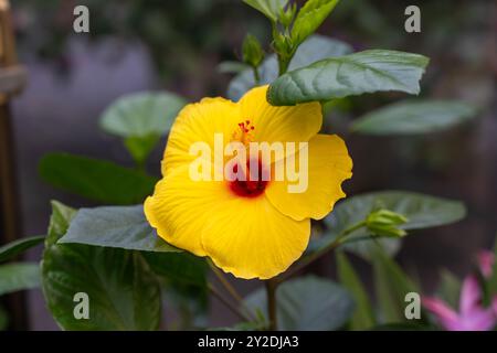 Primo piano di un fiore giallo di ibisco circondato dal verde. Foto Stock