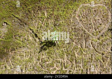 Una piccola pianta germoglia da un muro coperto di muschio inciso con incisioni fatte dall'uomo Foto Stock