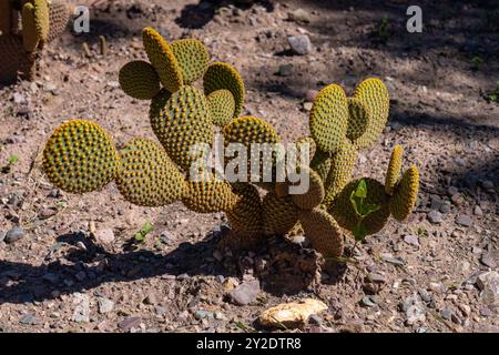 Bunny Ears Cactus, Opuntia microdasys, nel Jardin Botánico de altura vicino a Tilcara, Argentina. Foto Stock