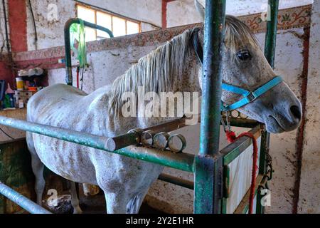 Un cavallo è in piedi in una stalla con un'aletta blu. Lo stallo è sporco Foto Stock