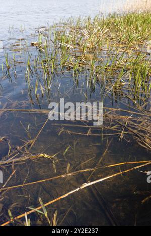 Acqua di lago scura in inverno senza neve, lago ghiacciato con onde all'esterno alla fine dell'inverno in Europa Foto Stock