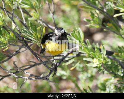 Bananaquit isolato o coereba flaveola arroccato sui rami degli alberi, nelle antille minori, guadalupa Foto Stock