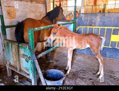 Due cavalli in piedi uno accanto all'altro in una penna sporca. Uno dei cavalli è un bambino SPAGNA Copyright: XMikelxBilbaox/xVWPicsx M-09-2024 Horses-1 Foto Stock