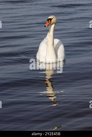 Un cigno bianco nuota sul lago all'inizio della primavera, un cigno solitario nuota sul lago ad aprile Foto Stock