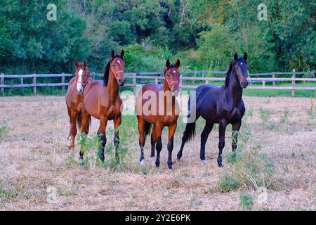 Quattro cavalli in un campo. I cavalli sono marroni e neri SPAGNA Copyright: XMikelxBilbaox/xVWPicsx M-09-2024 Horses-4 Foto Stock