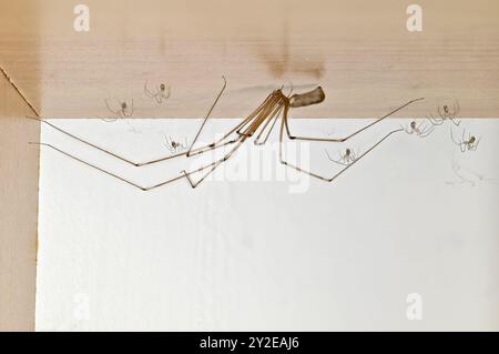 Ragno della cantina (Pholcus phalangioides) femmina con giovane sul lato inferiore di una libreria. Settembre, Kent Regno Unito Foto Stock