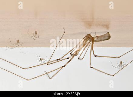 Ragno della cantina (Pholcus phalangioides) femmina con giovane sul lato inferiore di una libreria. Settembre, Kent Regno Unito Foto Stock