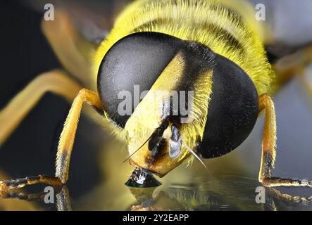 Batman Hoverfly (Myathropa florea) femmina - ripresa in studio di un campione morto (messa a fuoco impilata) Foto Stock