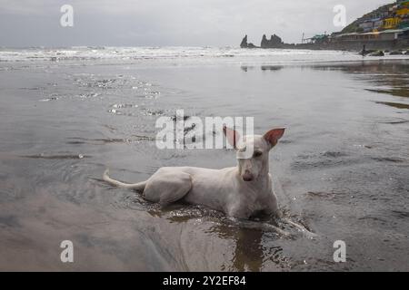 Un cane randagio seduto nell'acqua fredda a causa del calore. Cane senzatetto sulla spiaggia. Cani randagi in India. Cane randagio femmina bianco. Cane da strada. Servizio fotocopie Foto Stock