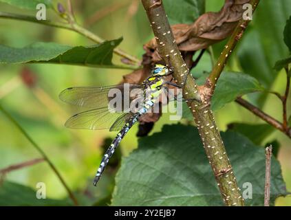 Dragonfly maschio del Southern Hawker appollaiato su un ramo Foto Stock