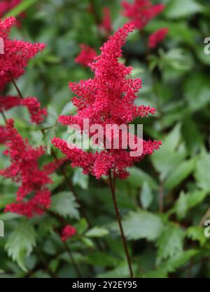 Falsa barba di capra o falsa Spirea, un Astilbe rosso "Fanal" x arendsii, Astilbe arendsii, Saxifragaceae. Asia e Nord America. Foto Stock