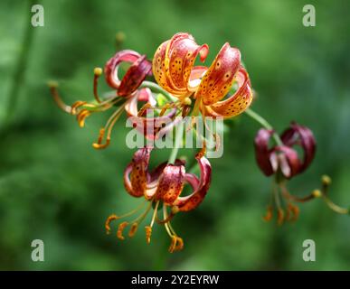 Martagon Lily o Turk's Cap Lily, Lilium martagon "Arabian Knight", Liliaceae. Europa e Asia. Lilium martagon, il giglio martagonese o il giglio berretto di Turk Foto Stock