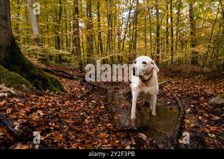 Cane che cammina attraverso il ruscello. Grazioso labrador retriever in acqua circondato da una foresta dai colori autunnali. Foto Stock
