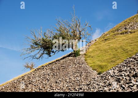 Un albero su un ripido pendio di ghiaia sopra il villaggio di Conistone, Wharfedale, Yorkshire Dales National Park, Foto Stock