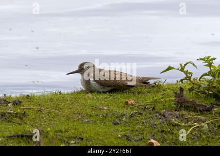 Riposa il comune sandpiper (actitis hypoleucos) sul bordo dei laghi Foto Stock