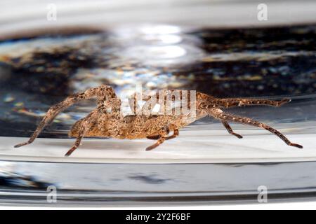 Ragno Nosferatu, vista laterale, intrappolato nel vetro, primo piano Foto Stock