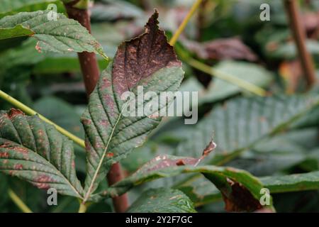 Foglie di castagno (Aesculus hippocastanum), Alcoy, Spagna Foto Stock