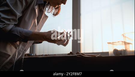 Scienziata o archeologa donna pulisce le ossa con un pennello, studia resti di scheletro umano preistorico o predatore. Raccolta di fossili in laboratorio archeologico avanzato. Luce del tramonto. Movimento lento. Foto Stock