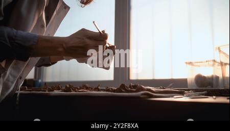 Scienziata o archeologa donna pulisce le ossa con un pennello, studia resti di scheletro umano preistorico o predatore. Raccolta di fossili in laboratorio archeologico avanzato. Luce del tramonto. Movimento lento. Foto Stock