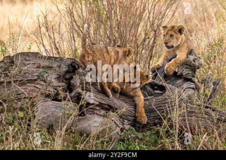 Tre cuccioli di leoni in piedi su un tumulo roccioso. Fotografato in Tanzania ad agosto Foto Stock