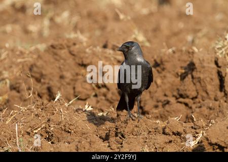 western jackdaw (Coloeus monedula) cerca cibo fotografato in Israele a dicembre Foto Stock