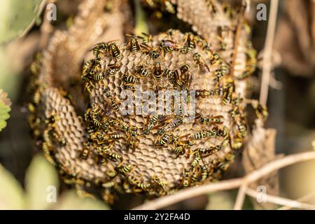 Vespa di carta europea (Polistes dominula) sul loro nido. Sono insetti sociali che producono colonie annuali in nidi di carta. Le vespe raccolgono le fibre fr Foto Stock