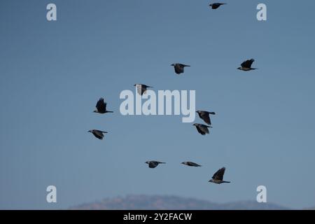 Un grande gregge di jackdaw occidentale (Coloeus monedula) che arriva in rovina per i greggi notturni aumentano di dimensioni in autunno e gli uccelli si radunano al crepuscolo Foto Stock