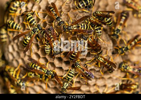 Vespa di carta europea (Polistes dominula) sul loro nido. Sono insetti sociali che producono colonie annuali in nidi di carta. Le vespe raccolgono le fibre fr Foto Stock