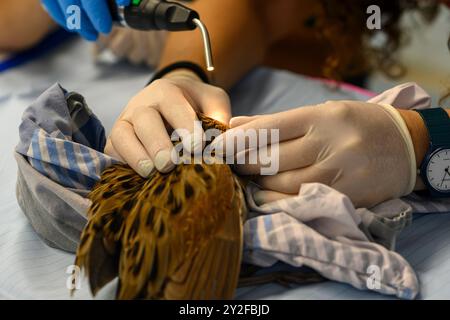 Inbal del personale veterinario sta ispezionando un nuovo Rallo di mais (Crex crex) appena ammesso fotografato all'Israeli Wildlife Hospital, Ramat Gan, Israele Foto Stock