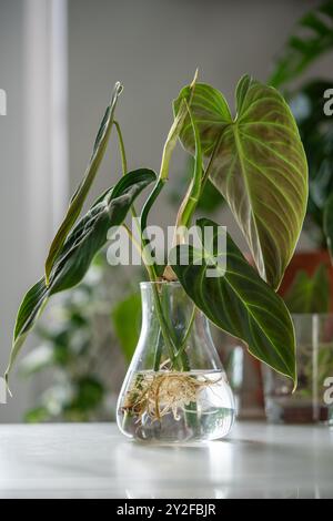 Germogli di Philodendron Splendid pianta in vaso di vetro. Semplice propagazione di piante da casa per fusto in acqua Foto Stock