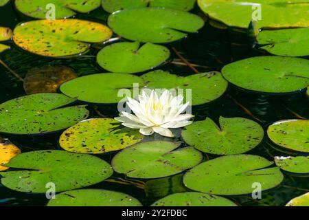 Bellissima ninfea bianca in uno stagno. Nymphaea odorata. piante acquatiche. Ninfea bianca americana, ninfea profumata, radice di castoro. Foto Stock