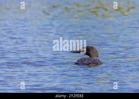 Common loon (Gavia immer) adulto sul lago Nokomis nel Wisconsin, orizzontale Foto Stock