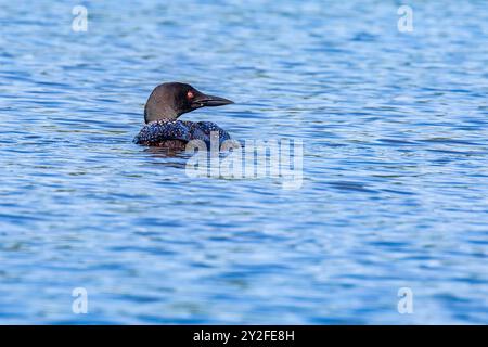 Common loon (Gavia immer) adulto sul lago Nokomis nel Wisconsin, orizzontale Foto Stock