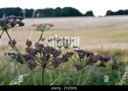 alghe giganti che crescono per campo Foto Stock