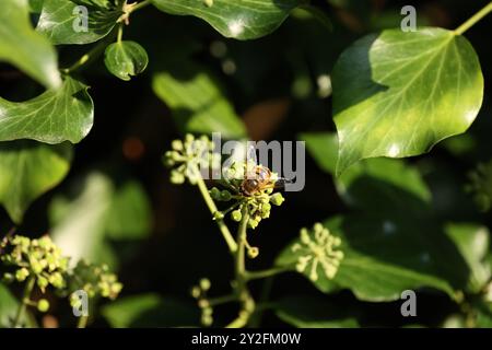 Un hoverfly seduto su una fioritura di edera Foto Stock