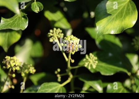 Un hoverfly seduto su una fioritura di edera Foto Stock