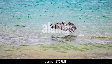 Il pellicano bruno (Pelecanus occidentalis) sbatte le ali che decollano dall'acqua, Galapagos Foto Stock