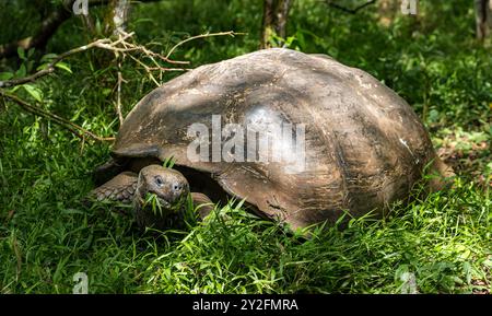 Primo piano della tartaruga gigante delle Galapagos (Chelonoidis niger) che mangia erba, la riserva El Chato Ranch, l'isola di Santa Cruz, le Galapagos Foto Stock