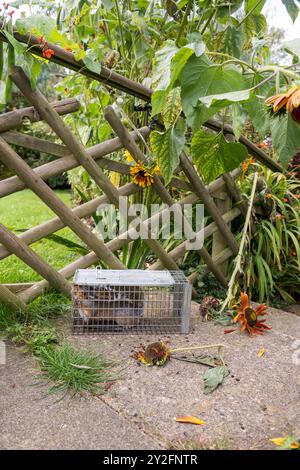 Le specie invasive non native che causano danni ai giardini fiori alberi, catturati in trappole umane rilasciate in natura, comporteranno una multa, RSPCA o veterinario Foto Stock