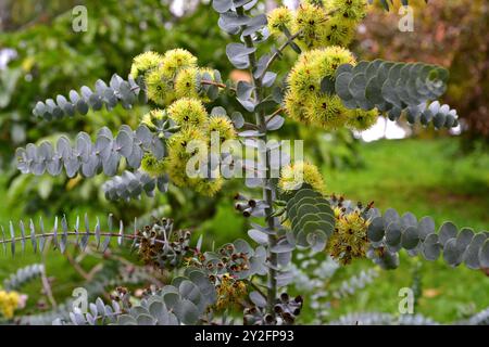 il Book-Leaf mallee (Eucalyptus kruseana) è un arbusto endemico dell'Australia occidentale. Fiori, frutta e foglie dettagli. Foto Stock