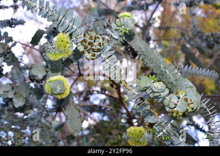 il Book-Leaf mallee (Eucalyptus kruseana) è un arbusto endemico dell'Australia occidentale. Fiori, frutta e foglie dettagli. Foto Stock