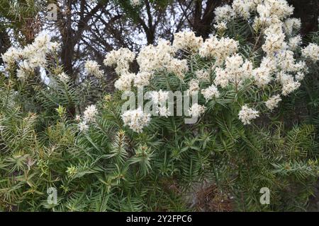 Neve in estate (Melaleuca linariifolia) è un arbusto o piccolo albero endemico dell'Australia orientale. Dettagli delle infiorescenze. Foto Stock