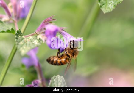 Primo piano di un'ape di miele sul nettare di raccolta dei fiori di lavanda, Regno Unito. Foto Stock