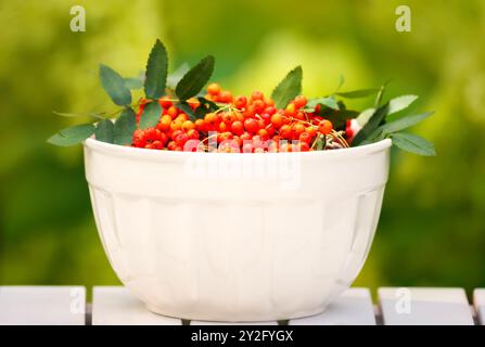 Frutti di rowan freschi e maturi in ciotola bianca su un tavolo di legno su sfondo colorato Foto Stock