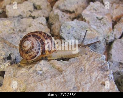 Lumache striscianti con gusci a spirale su superfici rocciose in natura. Foto Stock