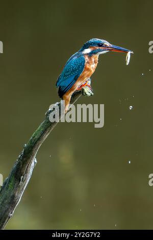Femmina kingfisher comune (Alcedo atthis) appollaiata su un ramo sull'acqua dello stagno con pesci catturati in becco in estate Foto Stock