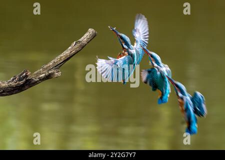 Sequenza di kingfisher (Alcedo atthis) femmina con pesci catturati in becco che sbarcano sul ramo sull'acqua dello stagno in estate Foto Stock