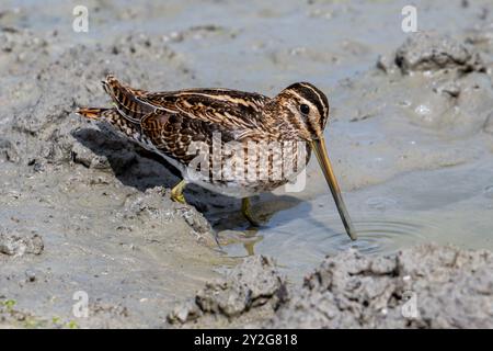 Cecchino comune (Gallinago gallinago) foraggio in acque poco profonde sondando fango soffice a mudflat lungo la costa del Mare del Nord in estate Foto Stock