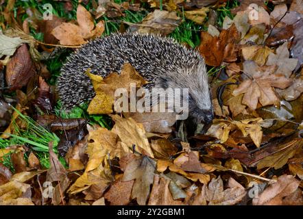 Ricci giovanili in autunno Foto Stock